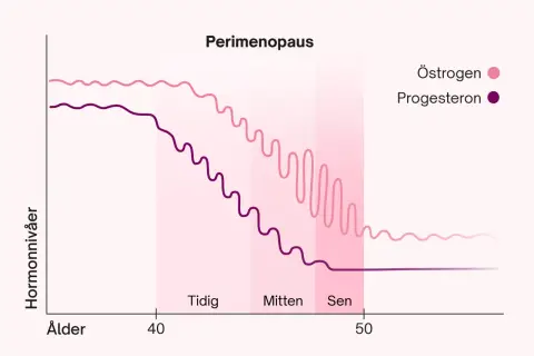 Graf över hormonförändringar under perimenopausen. Östrogen och progesteron sjunker gradvis, vilket kan leda till att man blev gravid i klimakteriet.