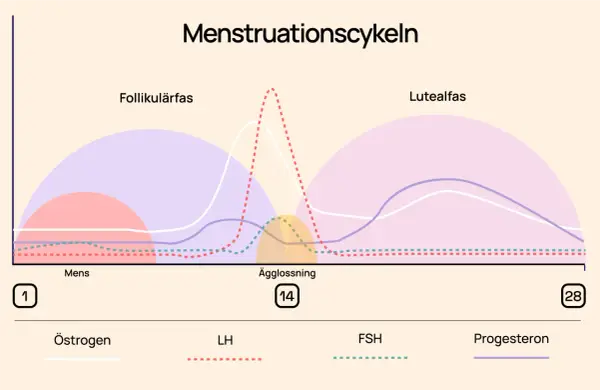 Graf över menscykeln visar faser: follikulärfas, ägglossning och lutealfas, med hormonnivåer.