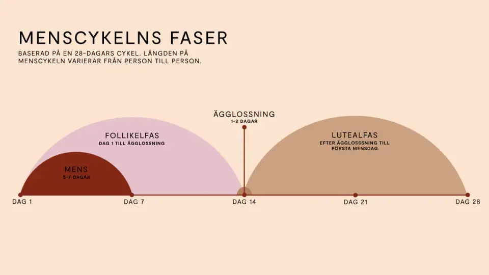 Menscykeln förklarad - vad som är normalt och när du bör söka vård